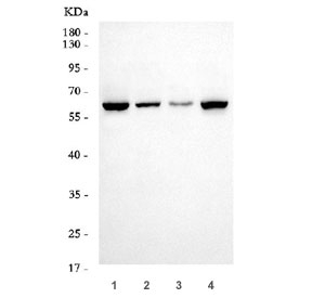 Western blot testing of human 1) 293, 2) U-87 MG, 3) PC-3 and 4) HeLa cell lysate with GLIS1 antibody. Predicted molecular weight ~66 kDa.