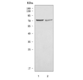 Western blot testing of human 1) HeLa and 2) HEL cell lysate with WDR46 anti
