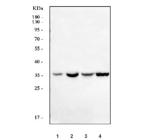 Western blot testing of human 1) Caco-2, 2) HeLa, 3) A431 and 4) K562 cell lysate with ANXA10 antibody. Predicted molecular weight ~37 kDa.