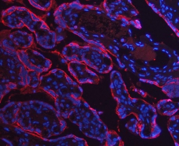 Immunofluorescent staining of FFPE human placental tissue with ANXA10 antibody (red) and DAPI nuclear stain (blue). HIER: steam section in pH8 EDTA buffer for 20 min.