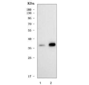 Western blot testing of human 1) Jurkat and 2) HaCaT cell lysate with HOXC12 antibody. Predicted molecu