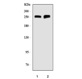 Western blot testing of human 1) HEL and 2) K562 cell lysate with ANK1 antibod