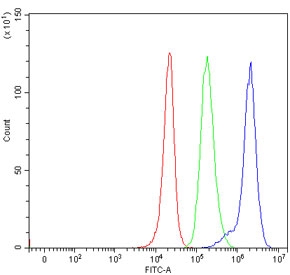 Flow cytometry testing of human 293T cells with X-ray repair cross-complementing 4 antibody at 1ug/million cells (blocked with goat sera); Red=cells alone, Green=isotype control, Blue= X-ray repair cross-complementing 4 antibody.