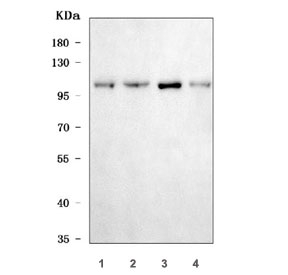 Western blot testing of 1) monkey COS-7, 2) human Caco-2, 3) rat NRK and
