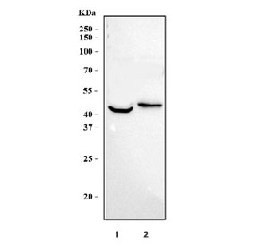 Western blot testing of human 1) RT4 and 2) HeLa cell lysate with CXCR7 antibody. Predicted molecular weight ~43 kDa.