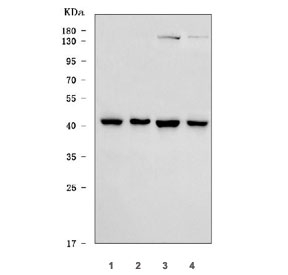 Western blot testing of human 1) A549, 2) K562, 3) HeLa and 4) RT4 cell lysa