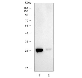 Western blot testing of human 1) MCF7 and 2) K562 cell lysate with Triad