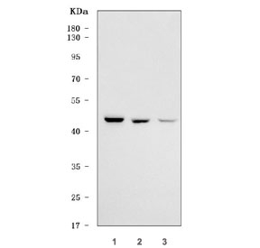 Western blot testing of human 1) HeLa, 2) 293T and 3) Jurkat cell lysate with