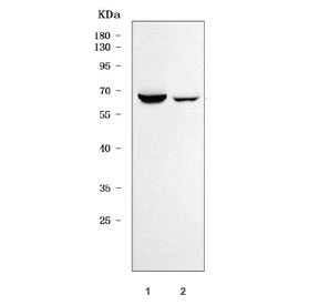 Western blot testing of 1) rat kidney and 2) mouse kidney tissue lysate with SCARA3 antibody. Predicted molecular weight ~65 kDa.