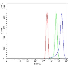 Flow cytometry testing of human SiHa cells with TMEM129 antibody at 1ug/million cells (blocked with goat sera); Red=cells alone, Green=isotype control, Blue= TMEM129 antibody.~