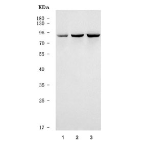 Western blot testing of human 1) RT4, 2) Jurkat and 3) MOLT4 cell lysate w