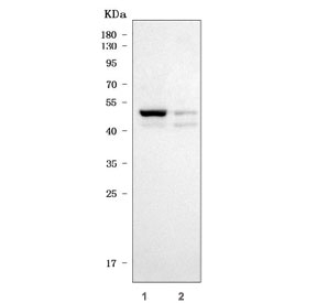 Western blot testing of human 1) T-47D and 2) U-2 OS cell lysate with TRAM1L1 antibody. Predicted molecular weight ~42 kDa.