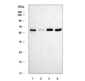 Western blot testing of human 1) HepG2, 2) T-47D, 3) SH-SY5Y and 4) MCF7 ce