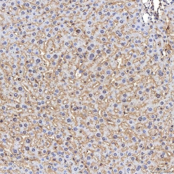 IHC staining of FFPE mouse liver tissue with Tmid2 antibody. HIER: boil tissue sections in pH8 EDTA for 20 min and allow to cool before testing.