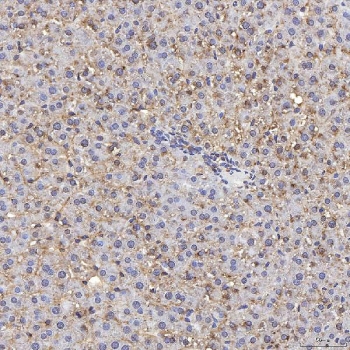 IHC staining of FFPE rat liver tissue with Tmid2 antibody. HIER: boil tissue sections in pH8 EDTA for 20 min and allow to cool before testing.