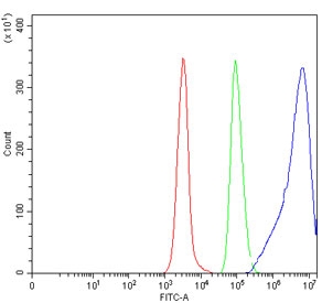 Flow cytometry testing of human Daudi cells with CD74 antibody at 1ug/million cells (blocked with goat sera); Red=cells alone, Green=isotype control, Blue= CD74 antibody.