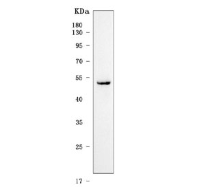 Western blot testing of mouse heart tissue lysate with Plagl1 antibody. Predicted molecular weight ~51 kDa.