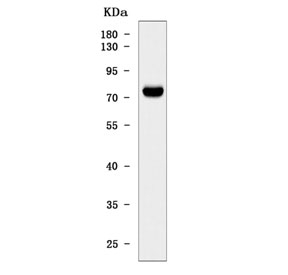 Western blot testing of human MOLT4 cell lysate with THEMIS antibody. Predic
