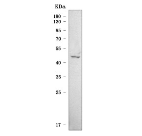 Western blot testing of human 293T cell lysate with Serpin B13 a