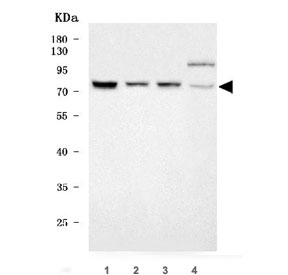 Western blot testing of human 1) K562, 2) MOLT4, 3) U-251 and 4) HeLa cell