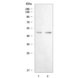 Western blot testing of human 1) K562 and 2) 293T cell lysate with WIPF3 a
