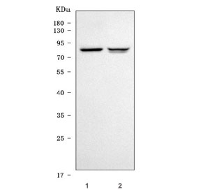 Western blot testing of 1) rat testis and 2) mouse testis tissue lysate with TRIM36 antibody. Predicted molecular weight ~83 kDa.