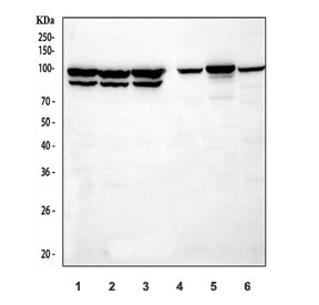 Western blot testing of 1) human Jurkat, 2) human A549, 3) human MCF7, 4) rat bra