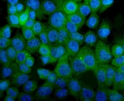 Immunofluorescent staining of FFPE human A431 cells with Integrin alpha 8 antibody (green) and DAPI nuclear stain (blue). HIER: steam section in pH6 citrate buffer for 20 min.