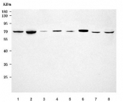 Western blot testing of 1) rat pancreas, 2) rat heart, 3) rat testis, 4) rat C6, 5) mouse pancreas, 6) mouse heart, 7) mouse testis and 8) mouse RAW264.7 cell lysate with EHD4 antibody. Predicted molecular weight ~61 kDa.