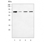 Western blot testing of human 1) HeLa, 2) A431, 3) A549 and 4) Caco-2 cell lysate with NAF1 antibody. Predicted molecular weight ~54 kDa but commonly observed at ~70 kDa.