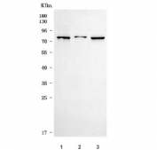 Western blot testing of 1) human HeLa, 2) human ThP-1 and 3) rat PC-12 cell lysate with TM9SF2 antibody. Predicted molecular weight ~76 kDa.