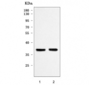 Western blot testing of 1) rat brain and 2) mouse kidney tissue lysate with mPR delta antibody. Predicted molecular weight ~38 kDa.