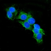 Immunofluorescent staining of FFPE human HepG2 cells with CD13 antibody (green) and DAPI nuclear stain (blue). HIER: steam section in pH6 citrate buffer for 20 min.