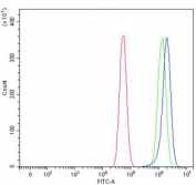Flow cytometry testing of fixed and permeabilized human U-87 MG cells with NDUFA8 antibody at 1ug/million cells (blocked with goat sera); Red=cells alone, Green=isotype control, Blue= NDUFA8 antibody.