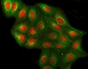 Immunofluorescent staining of FFPE human U-2 OS cells with PRPF4 antibody (red) and Beta Tubulin mAb (green). HIER: steam section in pH6 citrate buffer for 20 min.
