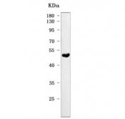 Western blot testing of mouse heart tissue lysate with Kcnn4 antibody. Predicted molecular weight ~48 kDa.