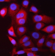 Immunofluorescent staining of FFPE human Raji cells with PRRC2C antibody (red) and DAPI nuclear stain (blue). HIER: steam section in pH6 citrate buffer for 20 min.