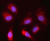 Immunofluorescent staining of FFPE human A549 cells with NDOR1 antibody (red) and DAPI nuclear stain (blue). HIER: steam section in pH6 citrate buffer for 20 min.