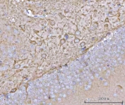 IHC staining of FFPE mouse brain tissue with NECAB1 antibody. HIER: boil tissue sections in pH8 EDTA for 20 min and allow to cool before testing.