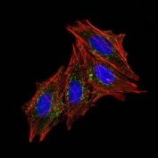 Immunofluorescence testing of human HeLa cells with CD63 antibody (green, clone MX-49.129.5). F-actin filaments are labeled with Dylight 554 phalloidin (red); nuclei stained with DAPI (blue).