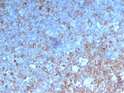 IHC testing of human tonsil stained with CDK1 antibody.