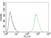 FACS testing of A431 cells with isotype control (gray), without primary antibody (black) and EGFR antibody (green, clone GFR450).