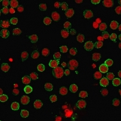 Immunofluorescent staining of PFA-fixed human Raji cells with CD45RA antibody (clone 158-4D3, green) and Reddot nuclear stain (red). 