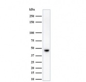 Western blot testing of human MCF7 cell lysate with HMW Cytokeratin antibody (clone 34BE12).