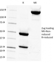 SDS-PAGE Analysis of Purified, BSA-Free CD14 Antibody (clone LPSR/927). Confirmation of Integrity and Purity of the Antibody.
