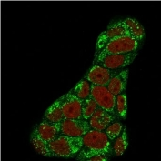 Immunofluorescent staining of PFA-fixed human MCF7 cells with TOP1MT antibody (clone TOP1MT/488, green) and Reddot nuclear stain (red).
