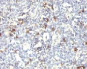IHC: Formalin-fixed, paraffin-embedded human spleen stained with CD57 antibody (SPM129).