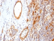 IHC: Formalin-fixed, paraffin-embedded human tonsil stained with PECAM antibody (1A10)
