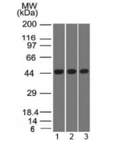 Western blot of human 1) K562, 2) HEK293 and 3) A549 cell lysates using Napsin-A antibody (clone NAPSA/1238). Expected molecular weight: 38-45 kDa depending on glycosylation level.