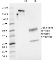 SDS-PAGE Analysis of Purified, BSA-Free CD48 Antibody (clone 5-4.8). Confirmation of Integrity and Purity of the Antibody.